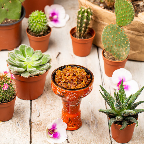 Burn - Cactus (Кактус)