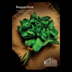 "Must Have" Peppermint (с ароматом перечной мяты) 25г